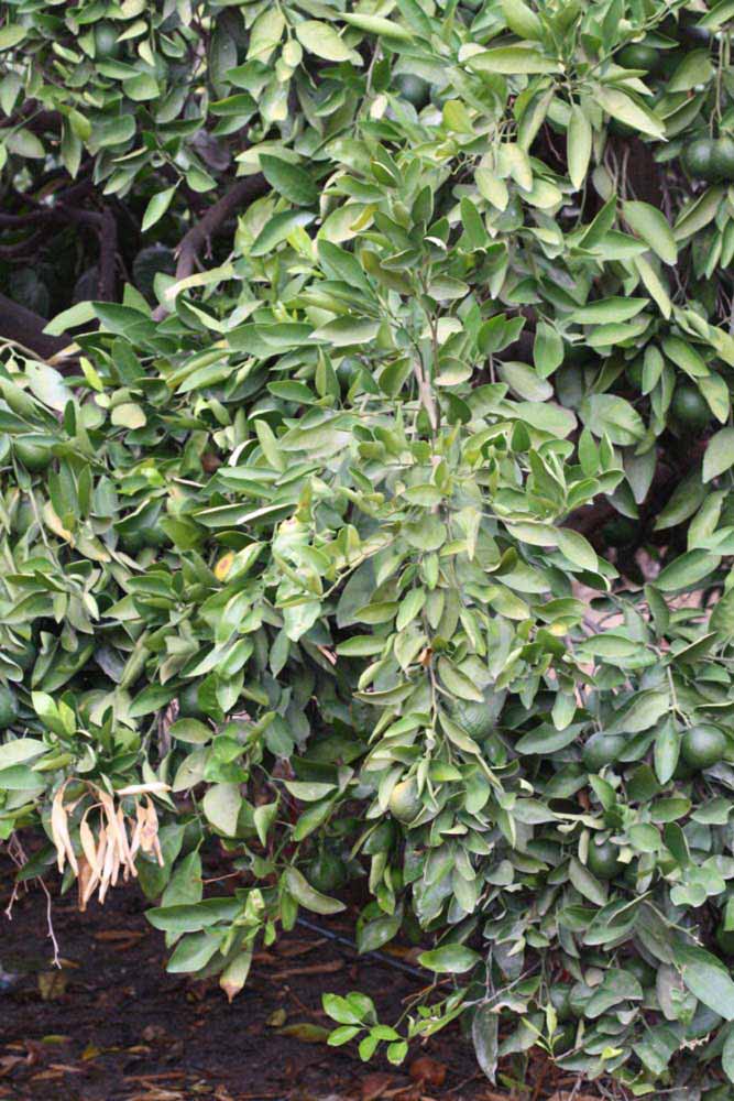              Sun leaves (Riverside, CA)       